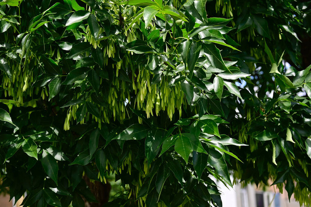 strom větve se zelenými listy na modré obloze pozadí - Fotografie, Obrázek