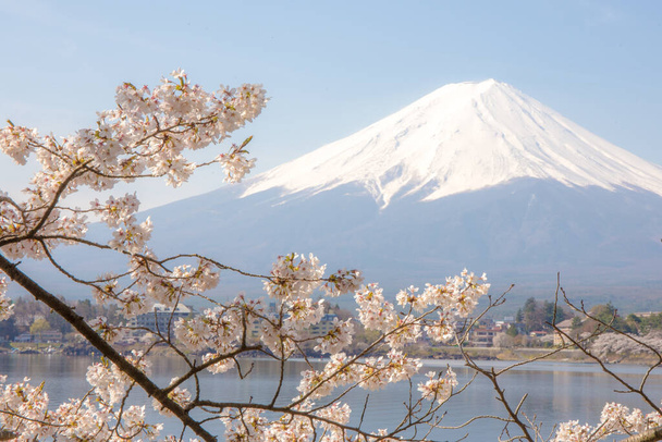 Sakura çiçeğinin önplanıyla Fuji Dağı - Fotoğraf, Görsel