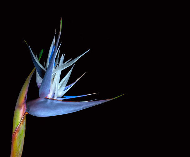 Magnificent strelitzia flower isolated on black. - Fotografie, Obrázek