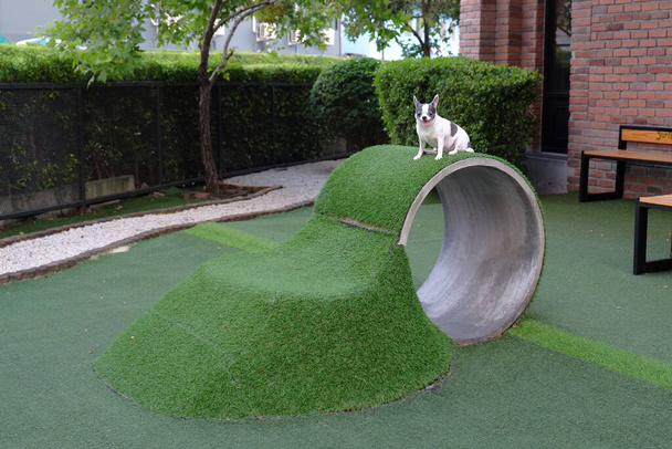 Маленький пес чіхуахуа стоїть у штучному саду для домашніх тварин. - Фото, зображення