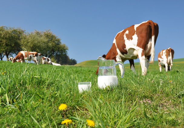 Caraffa di latte contro mandrie di mucche. Regione Emmental, Svizzera
 - Foto, immagini
