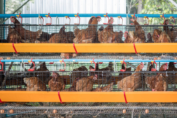 Pollo en jaulas donde ponen sus huevos. Granja de pollo
 - Foto, Imagen