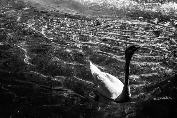 Черно-белый образ гуся в реке, борющегося с трудностями
 - Фото, изображение