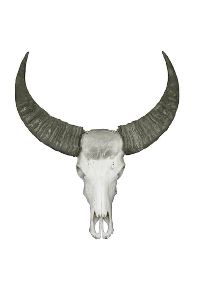 白い背景に孤立した死んだ水牛の頭蓋骨 - 写真・画像
