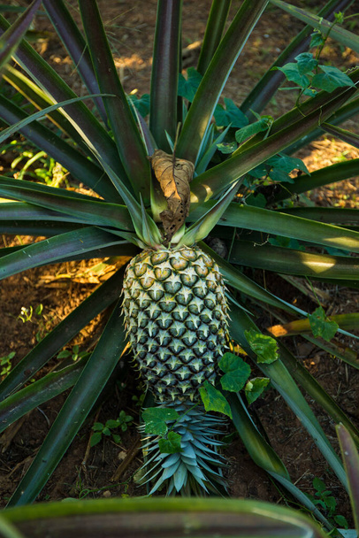 Pineapple tree, grew ripened and big enough that almost fall off its tree - Foto, Imagem