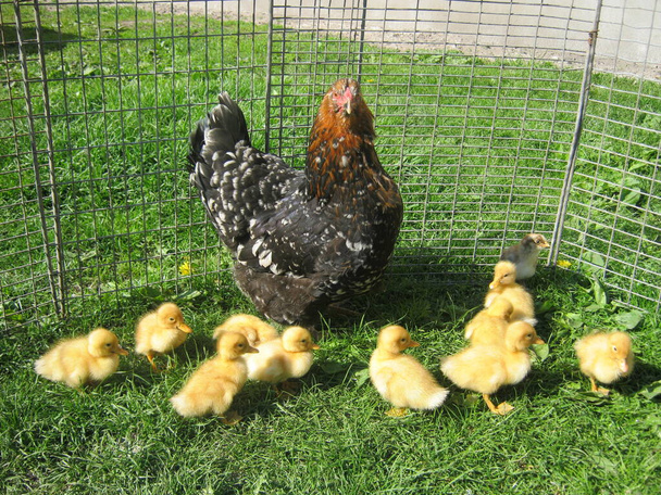 Chicken with ducklings in the village - Photo, Image