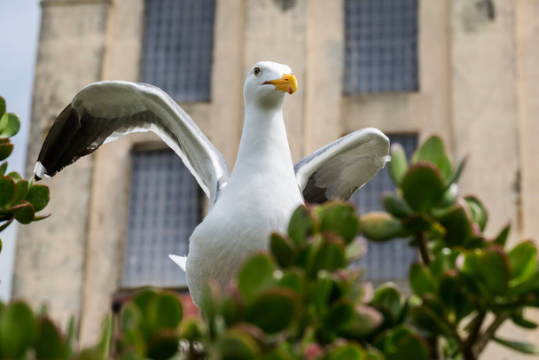 Gull in Alcatraz area standing on branches, spreading wings - Photo, Image
