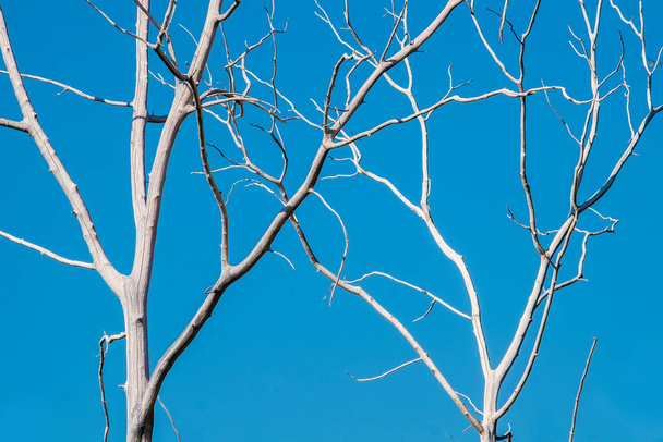 Dos árboles infructuosos muertos sin hojas con fondo azul claro del cielo
 - Foto, Imagen