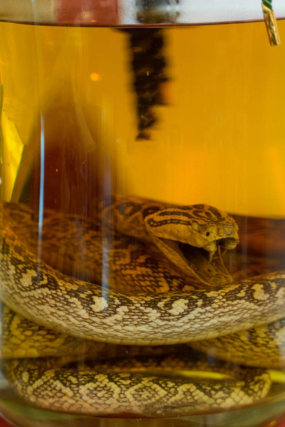 日本の酒瓶の中のヘビ - 写真・画像