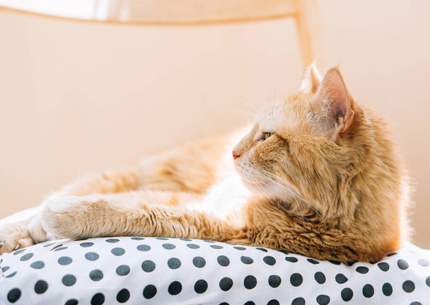 perezoso jengibre gato relajante en casa acostado en acogedor almohada
 - Foto, imagen
