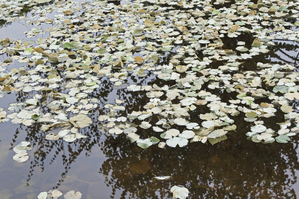 mocskos medence levelekkel - Fotó, kép