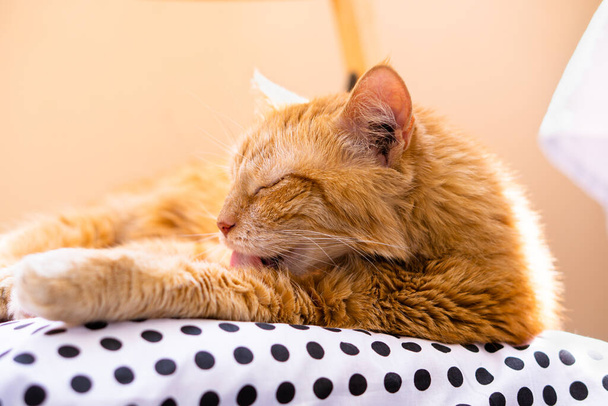 Ленивый рыжий кот расслабляется дома, лежа на уютной подушке, ухаживая за собой.
 - Фото, изображение