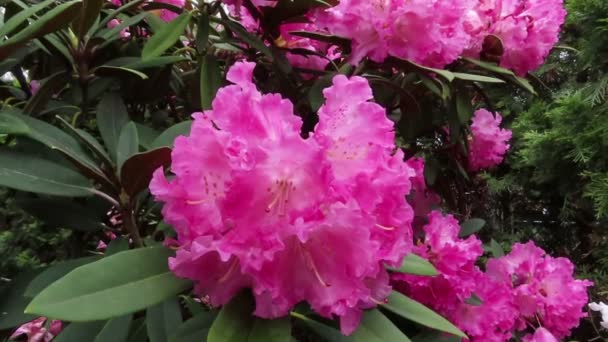 Rhododendronový květ na jaře. zahrada. - Záběry, video