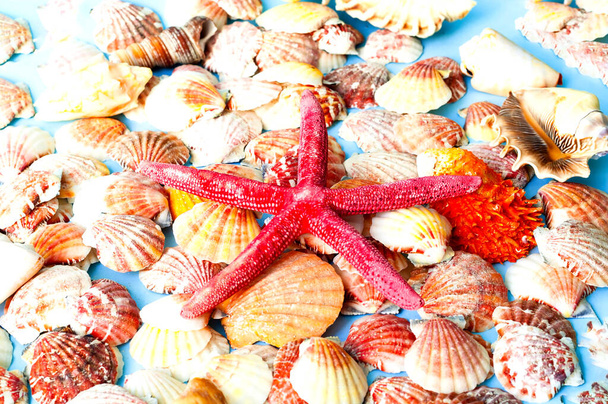 Deniz kabuklarının arka planına karşı kırmızı deniz yıldızı. Yaz zamanı ya da merhaba yazı. Yaratıcı kopyalama alanı, yakın plan - Fotoğraf, Görsel
