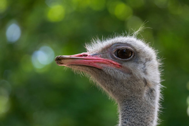 Ostrich head close up detailed portrait with blurred background Struthio camelus - Photo, Image