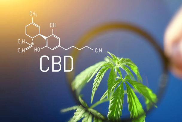 Cannabis image of CBD formula on blue background. Medical cannabis concept, CBD cannabidiol formula. Science, research marijuana. Thematic photos of hemp and green ganja. Blue background image - Photo, Image