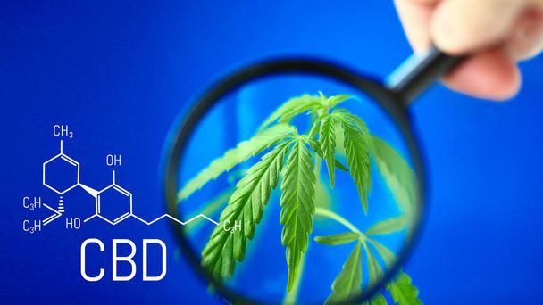 CBD-Formel auf blauem Hintergrund mit grünem Hanfbusch, Konzept zum Anbau von Cannabis zur Herstellung von CBD-Öl und Produkten, die Cannabinoide enthalten - Foto, Bild