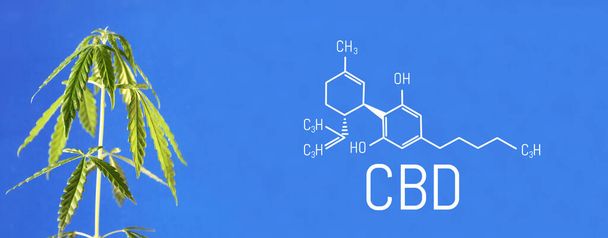 Kannabiksen kuva CBD kaava sinisellä pohjalla. Lääkekannabiksen käsite, CBD kannabidioli kaava. Tiede, tutkimus, marihuana. Temaattisia kuvia hamppu ja vihreä ganja. Sininen taustakuva - Valokuva, kuva
