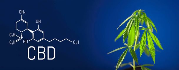 Cannabisbeeld van CBD formule op blauwe achtergrond. Medicinaal cannabisconcept, CBD cannabidiol formule. Wetenschap, onderzoek marihuana. Thematische foto 's van hennep en groene ganja. Blauwe achtergrond afbeelding - Foto, afbeelding