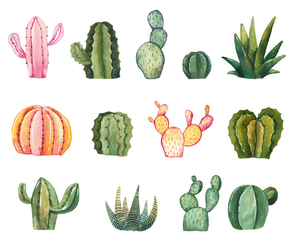 Vesiväri käsin piirretty kuva kaktus ja mehukkaita Vesiväri huonekasvit valkoisella pohjalla - Valokuva, kuva