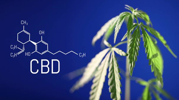 緑の麻の茂みと青い背景のCBD式、カンナビノイドを含むCBD油および製品の生産のための大麻の栽培の概念 - 写真・画像