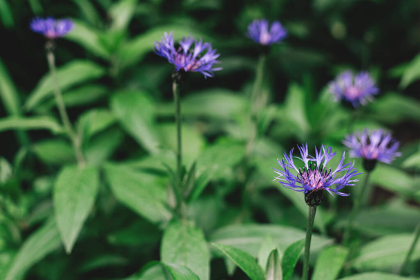 Прекрасні сині квіти в саду. Темно-зелений фон. Вибірковий фокус
. - Фото, зображення