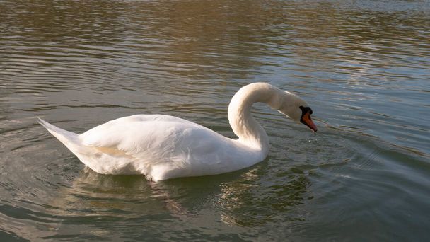 Белый лебедь на воде утром
 - Фото, изображение