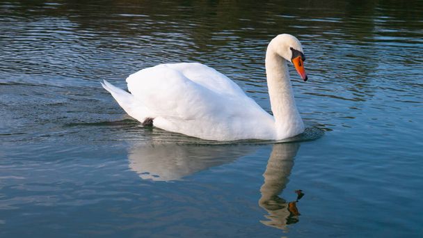 Белый лебедь на голубом озере
 - Фото, изображение