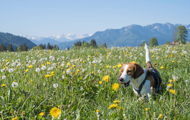 Beagle enjoys early summer in Upper Bavaria in a meadow with lots of dandelions - Фото, зображення
