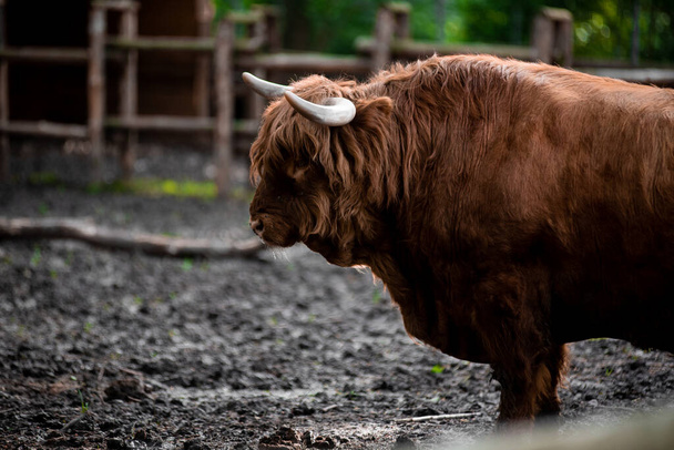 el macho Highland - vacas escocesas
 - Foto, imagen
