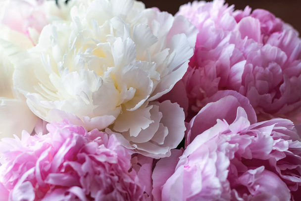 Pink and white peonies close-up. Natural background. - Photo, Image