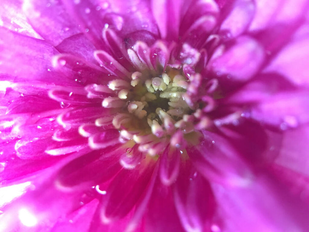 Makro strzał z purpurowego kwiatu w Arnea Grecja - Zdjęcie, obraz