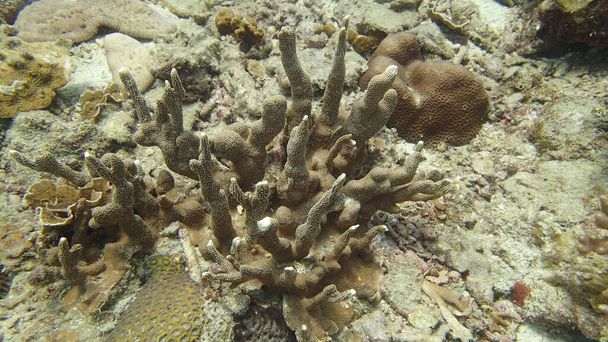 Nádherný korál nalezen v oblasti korálových útesů na ostrově Tioman, Malajsie - Fotografie, Obrázek