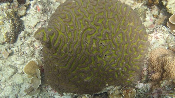 belo coral encontrado na área de recife de coral na ilha de Tioman, Malásia
 - Foto, Imagem