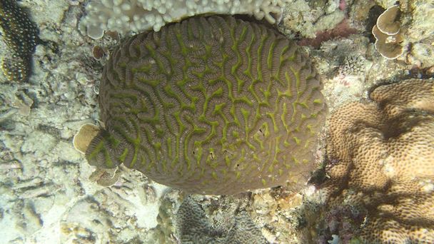 Nádherný korál nalezen v oblasti korálových útesů na ostrově Tioman, Malajsie - Fotografie, Obrázek