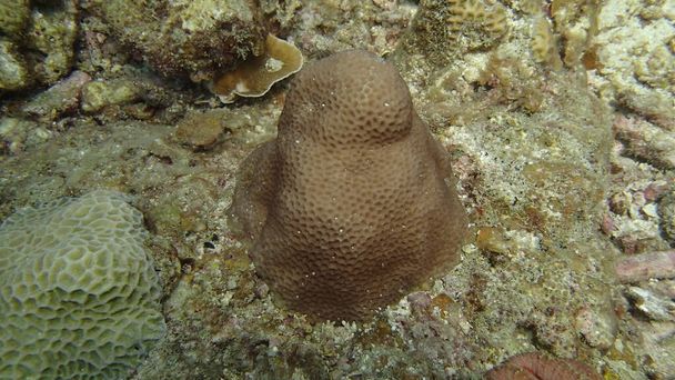 Όμορφα κοράλλια βρέθηκαν σε κοραλλιογενή ύφαλο περιοχή στο νησί Tioman, Μαλαισία - Φωτογραφία, εικόνα