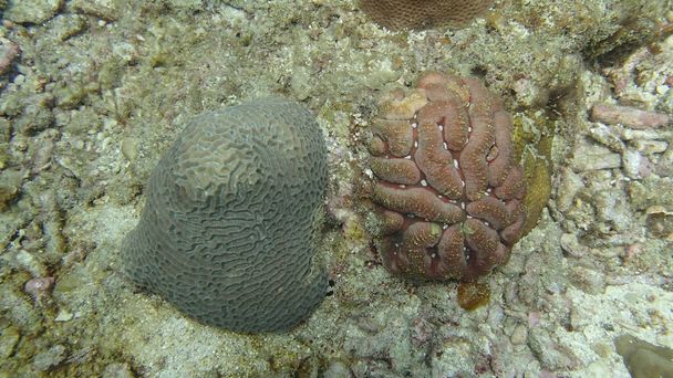 beautiful coral found at coral reef area at Tioman island, Malaysia - Photo, Image