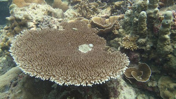 Όμορφα κοράλλια βρέθηκαν σε κοραλλιογενή ύφαλο περιοχή στο νησί Tioman, Μαλαισία - Φωτογραφία, εικόνα