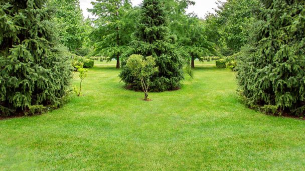 backyard  garden ladscape with a green lawn and evergreen pine trees in the park with meadow grass, nobody copy space. - Foto, imagen