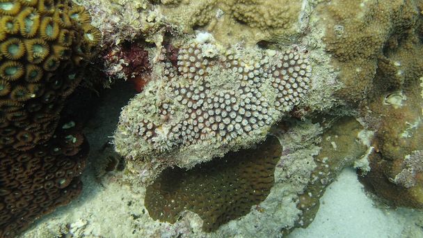 Schöne Korallen im Korallenriffgebiet auf der Insel Tioman, Malaysia - Foto, Bild
