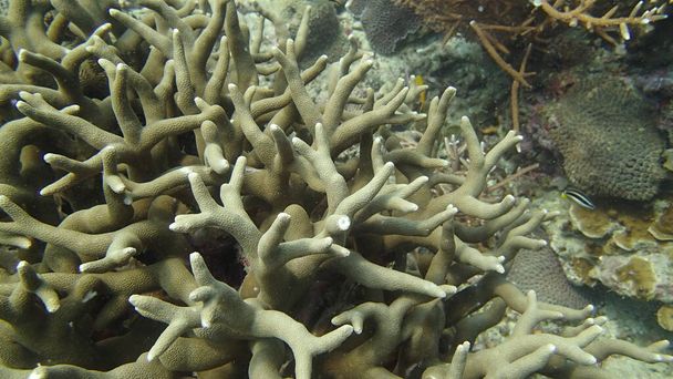 マレーシアのティオマン島のサンゴ礁地域で発見された美しいサンゴ - 写真・画像