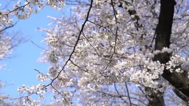 4k b-roll cinematic footage of Tokyo National Park during spring cherry blossom (sakura hanami). It is one of the most famous places to view sakura flower.  - Filmati, video