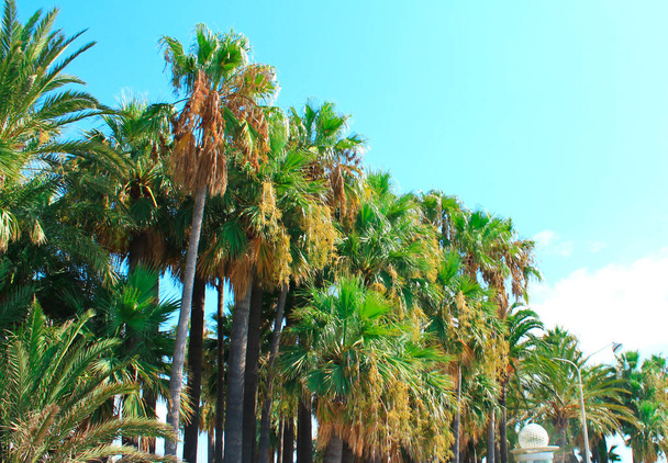 Palmbomen in een tuin in Cannes in het zuidoosten van Frankrijk aan de beroemde "promenade de la Croisette" - Foto, afbeelding