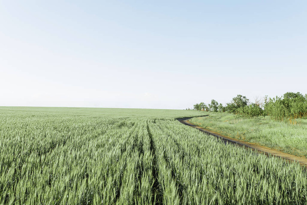 a green field of wheat and a Sunny day - Φωτογραφία, εικόνα