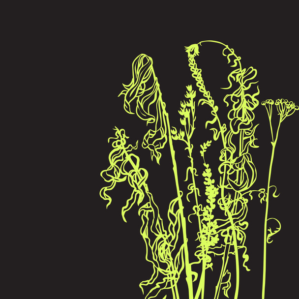 Monochrome line drawing herbs - Vektor, kép