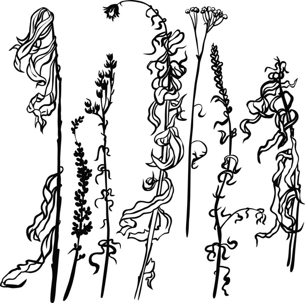 Set of line drawing herbs - Vektori, kuva