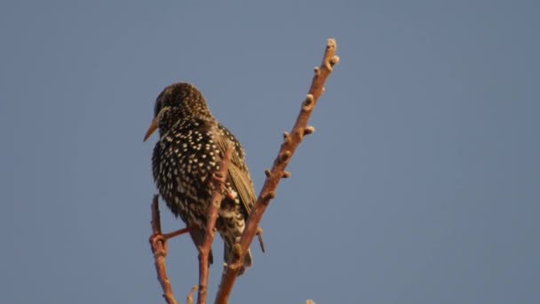 Starling on tree branches in the early morning cleans itself. - Footage, Video
