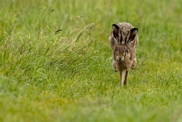 Un lièvre brun sauvage sur une prairie
 - Photo, image