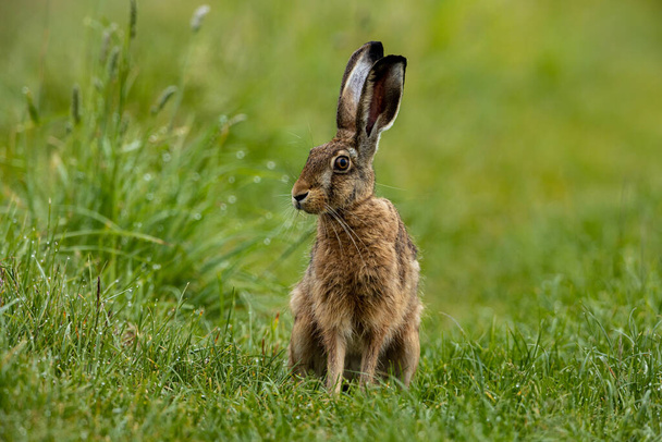 A wild brown hare on a meadow - Фото, изображение