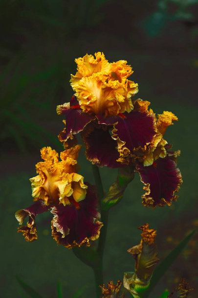 I fiori di iride gialli-viola saturi sono sparati il primo piano su uno sfondo di giardino sfocato. L'inversione di colore viene applicata sulla foto verticale. Una straordinaria transizione di colore fatta per il tuo design. - Foto, immagini